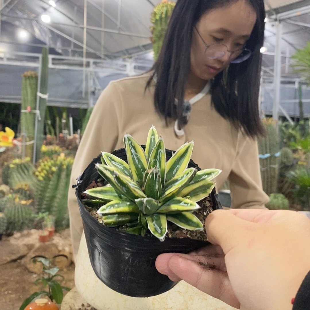 10公分辉山。