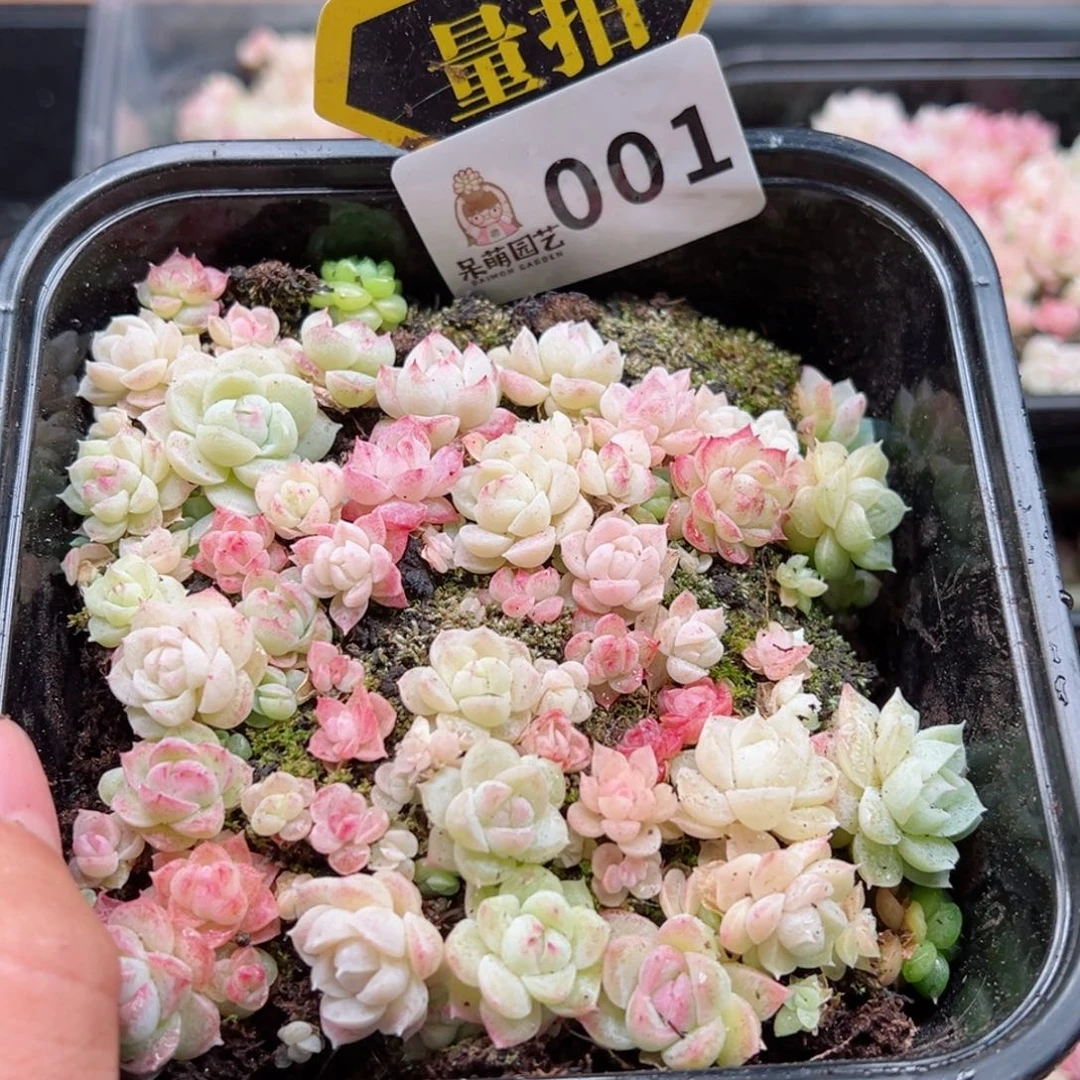 多肉植物多肉植物