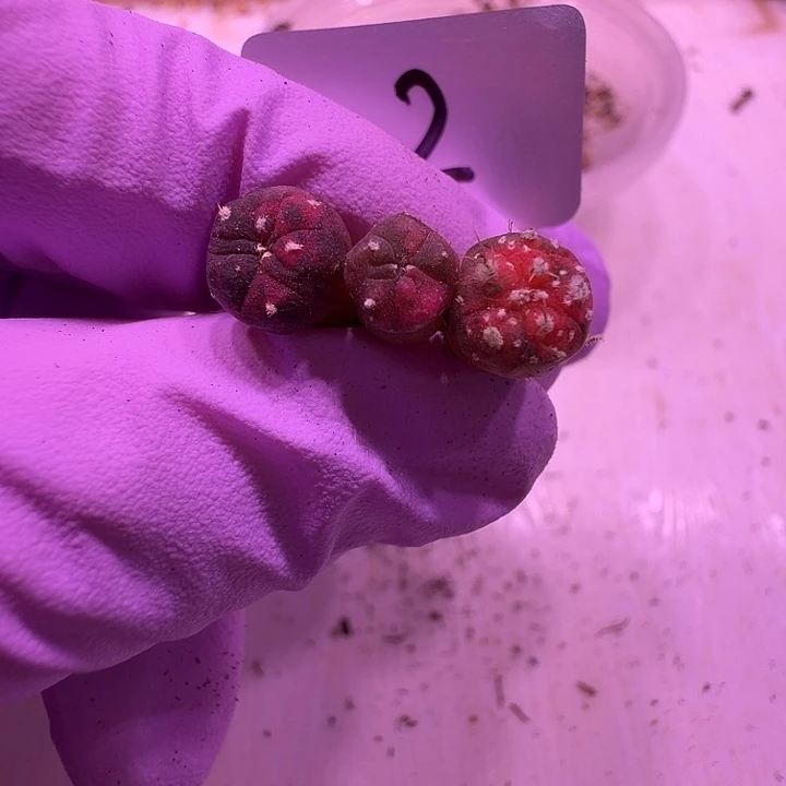 2号，星兜锦3颗一组超可爱，适合种1.4厘米拇指杯