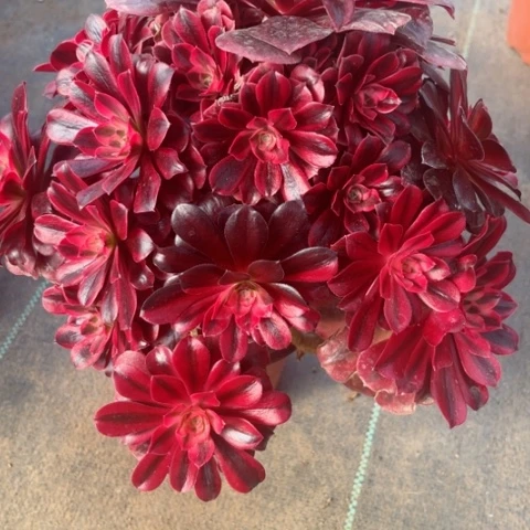 多肉植物美杜莎锦，