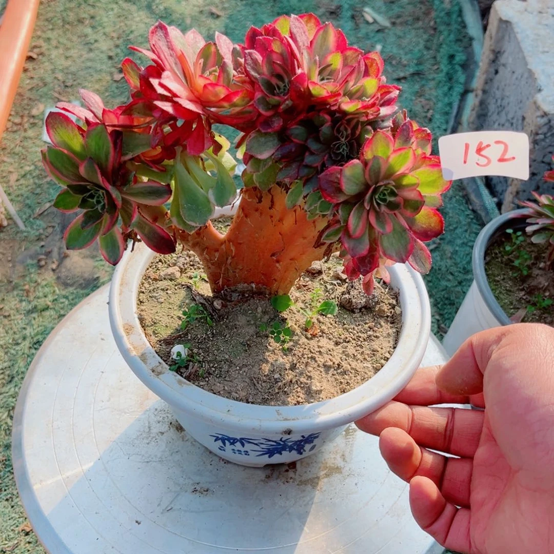 152黑魔锦缀化多肉植物