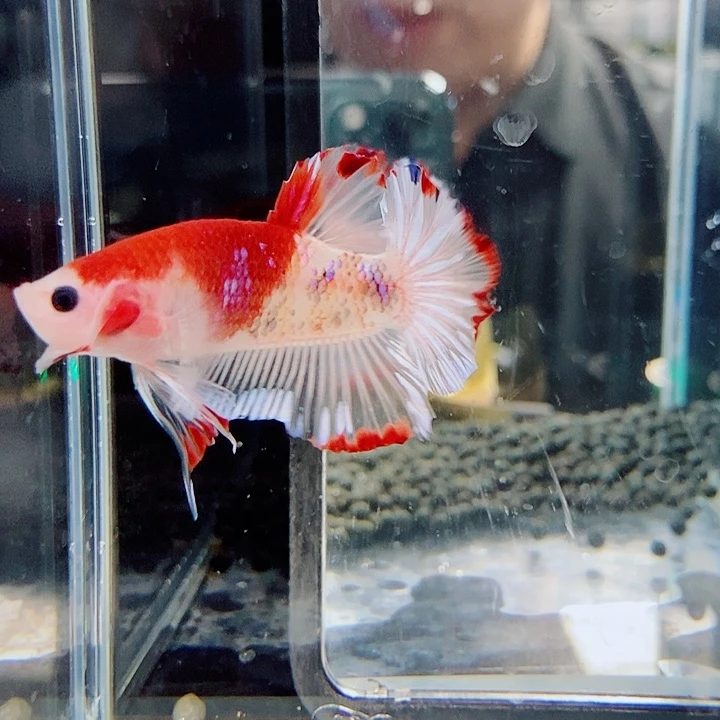 斗鱼黑12号巨斗将军