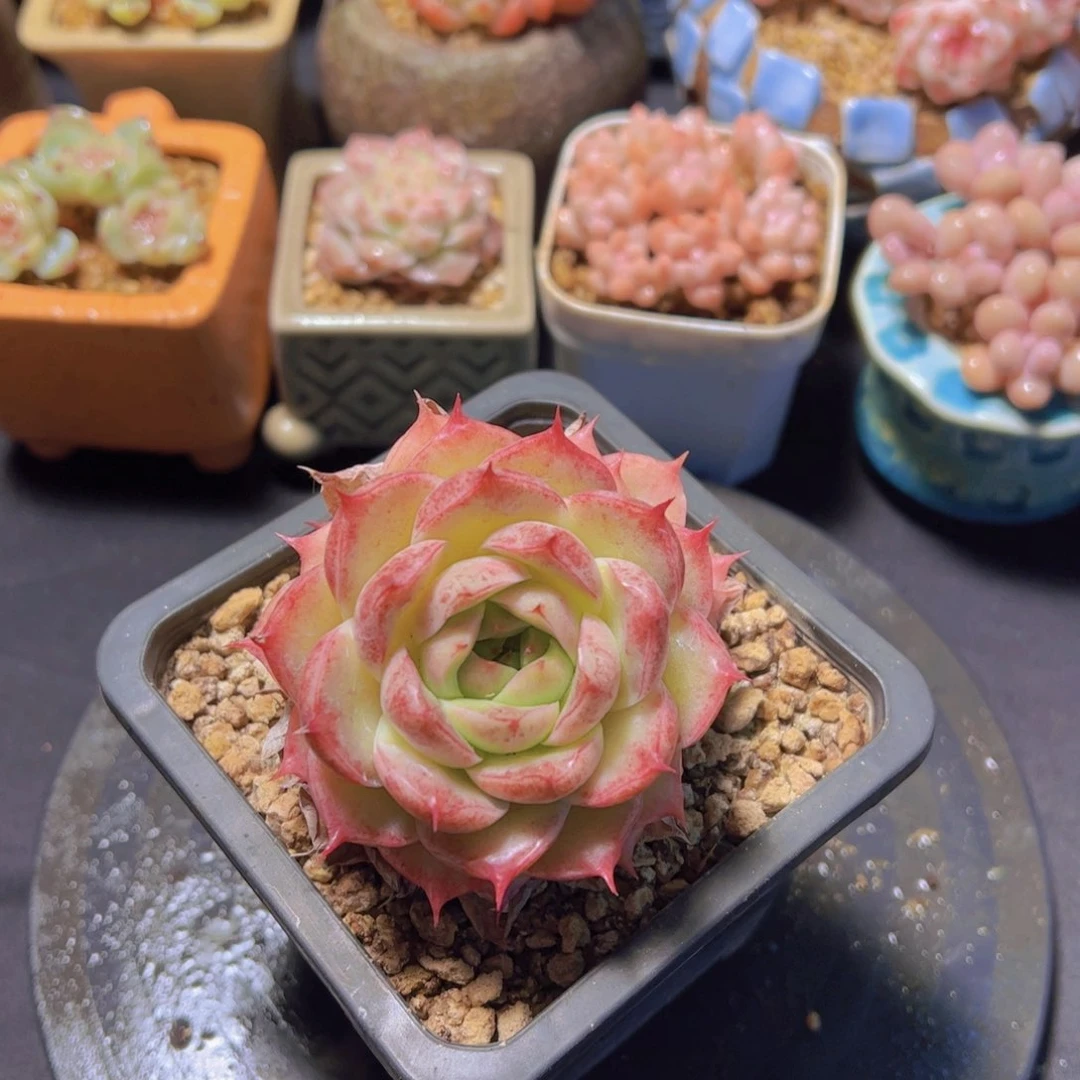 ᥫ****边线珍妮，多肉植物，