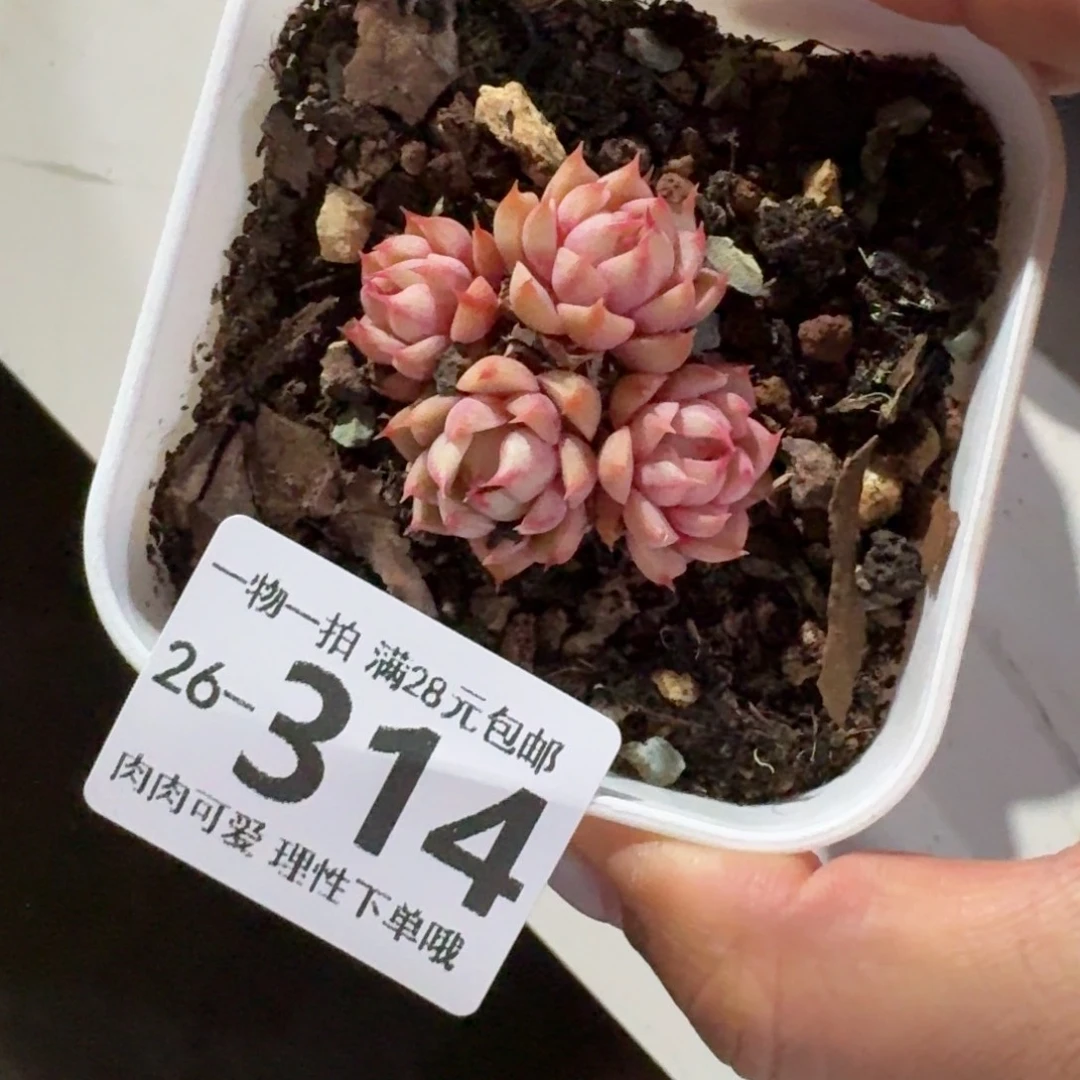 笨吧无盆土发货无盆