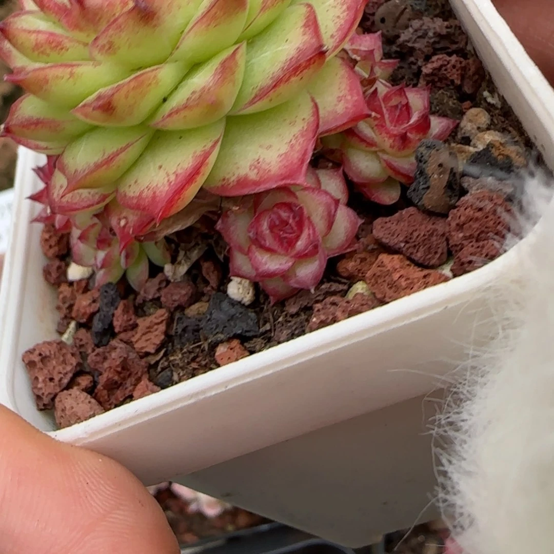 花语逸境0209-183