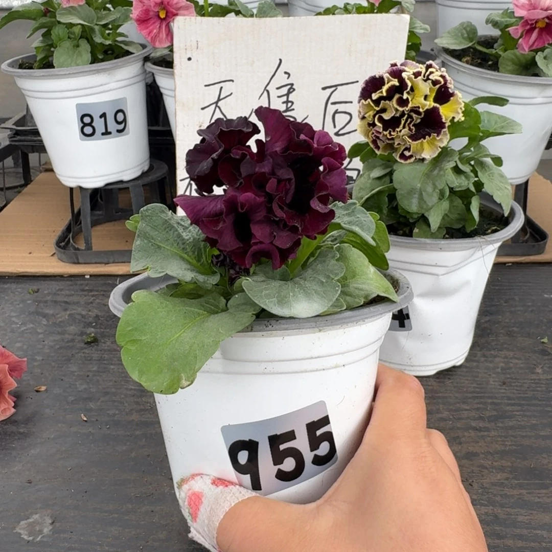 全部花朵955号晚礼服