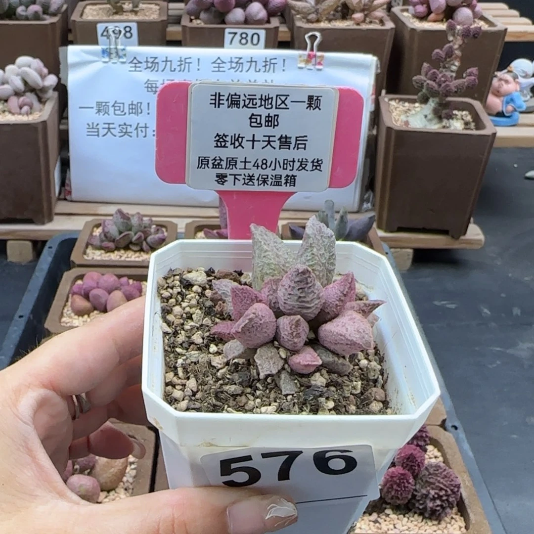 576融化纹猪肝多肉植物