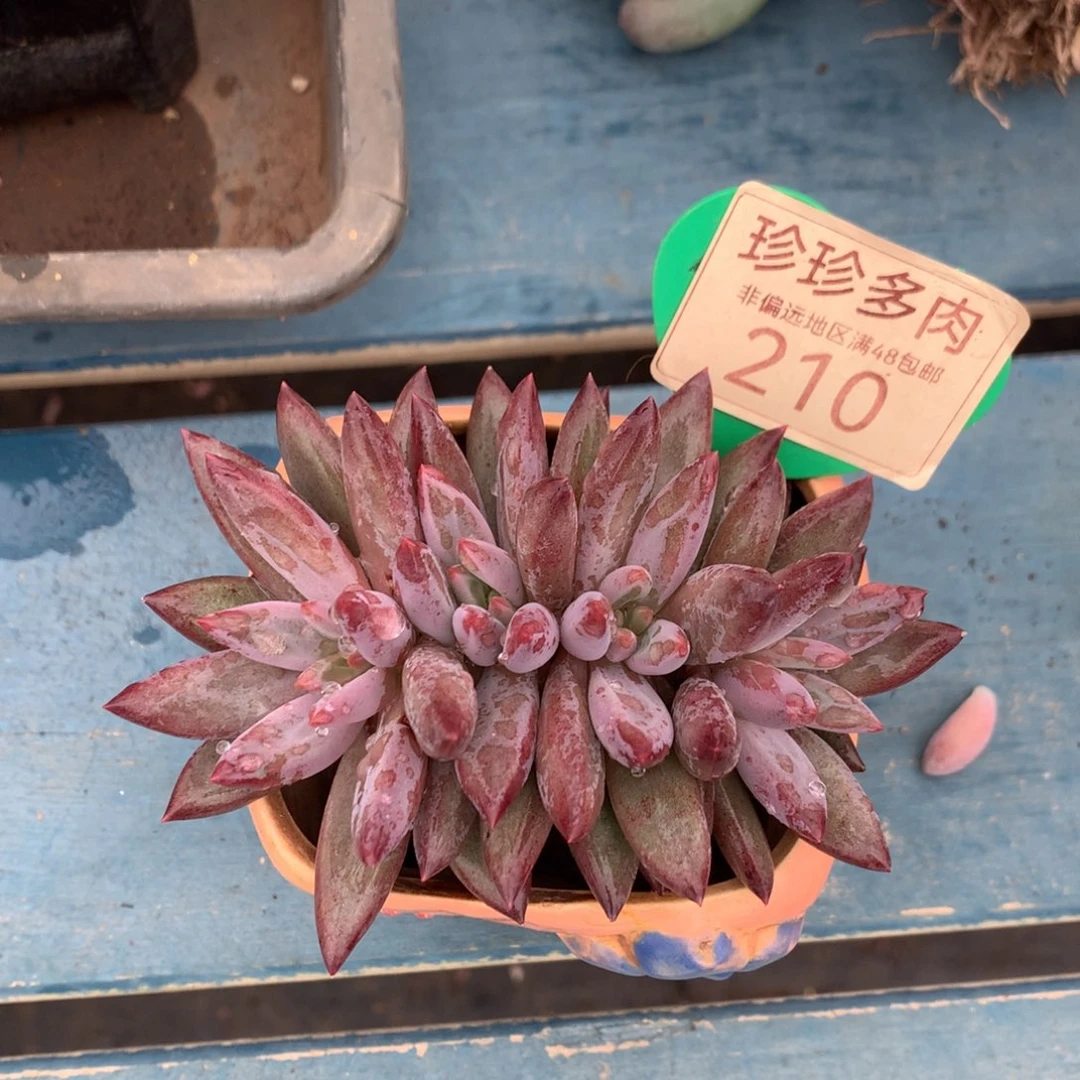 芬***羊虞美人羽毛体朵朵缀210