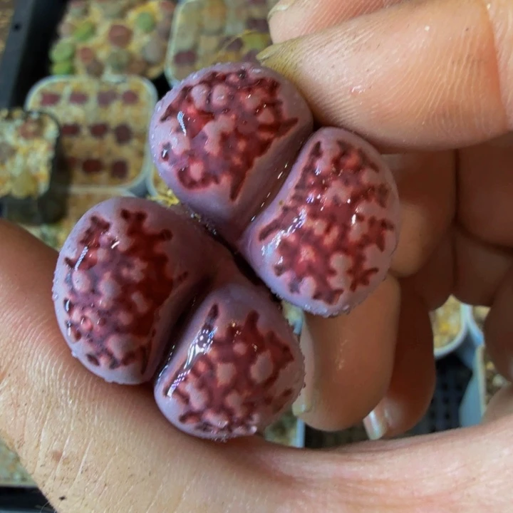 ?**光多肉植物127