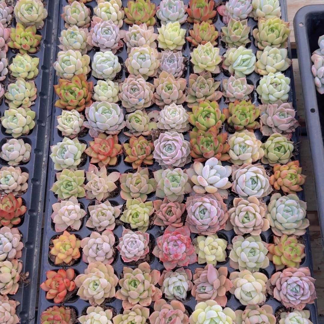 直播一物一拍多肉13