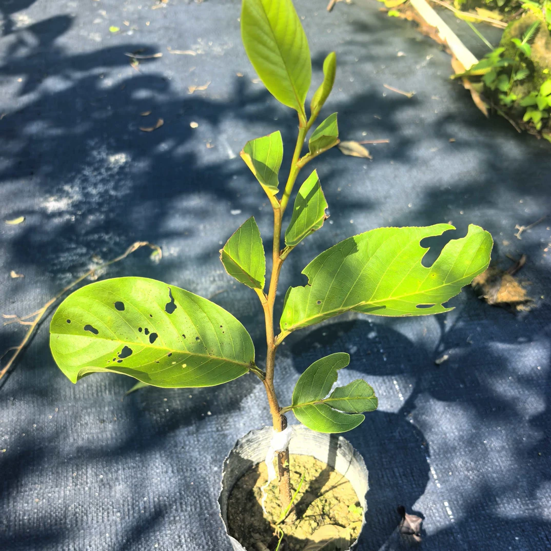 马洛罗释迦靠接苗