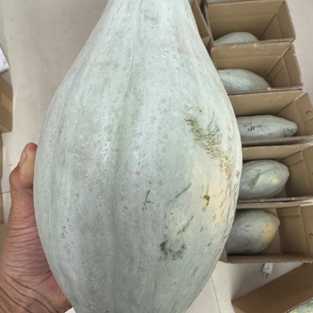 东北小园丑窝瓜每单一个或二个