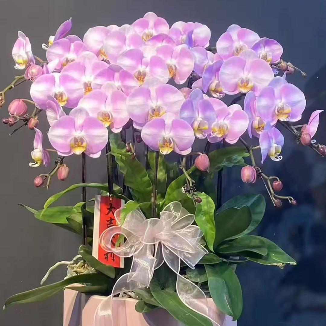 渟叙【明星】3.5寸 带花带花苞发货 花卉阳台植物清新网红绿植