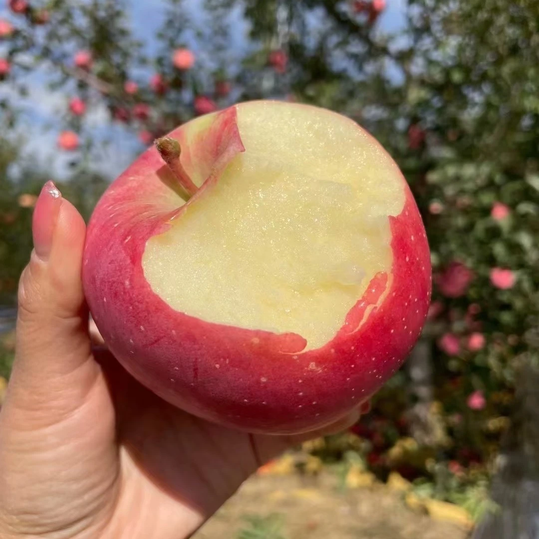 现摘新鲜冰糖心丑苹果红富士脆甜多汁皮薄肉厚水果