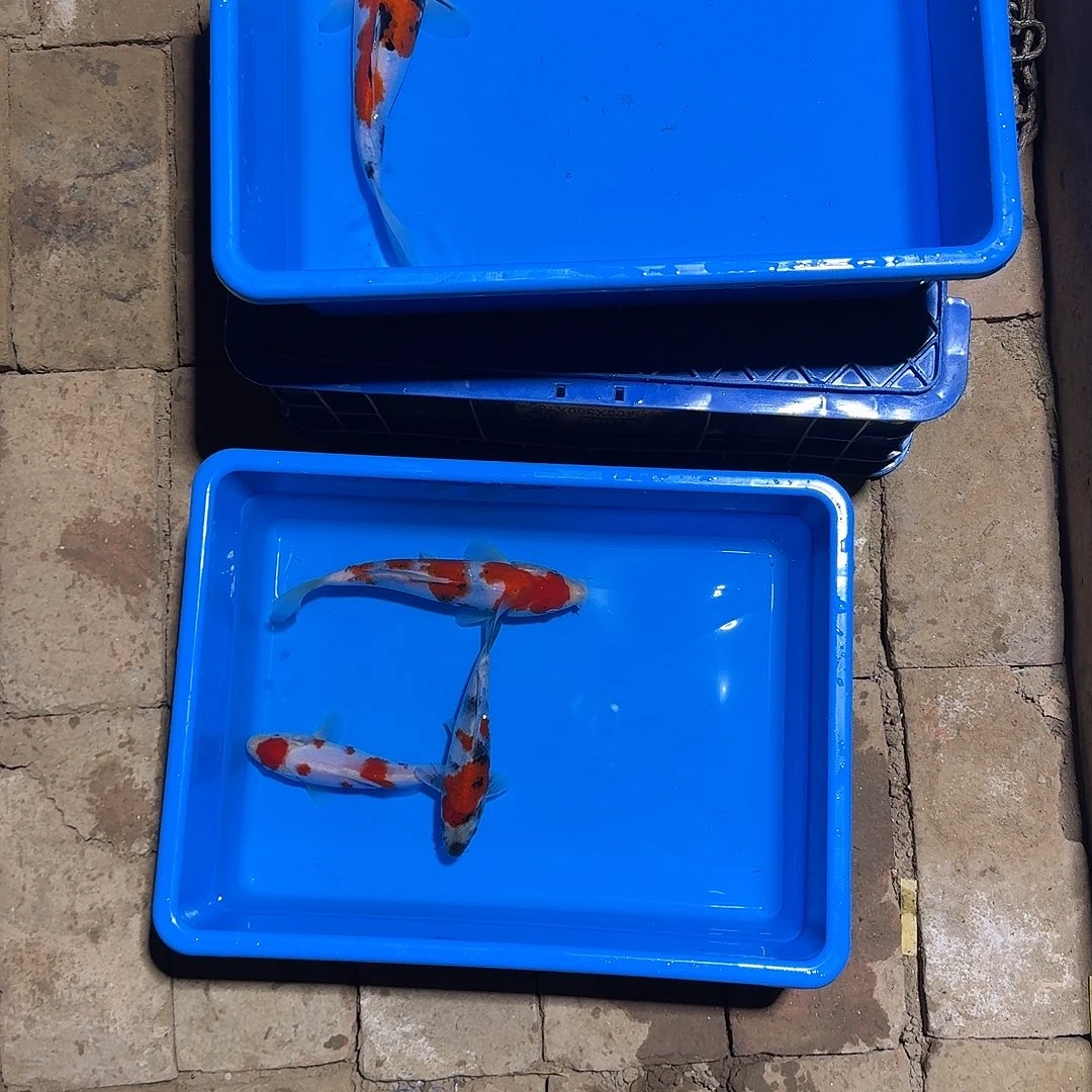 海水鱼收到货录开箱视频为证售后