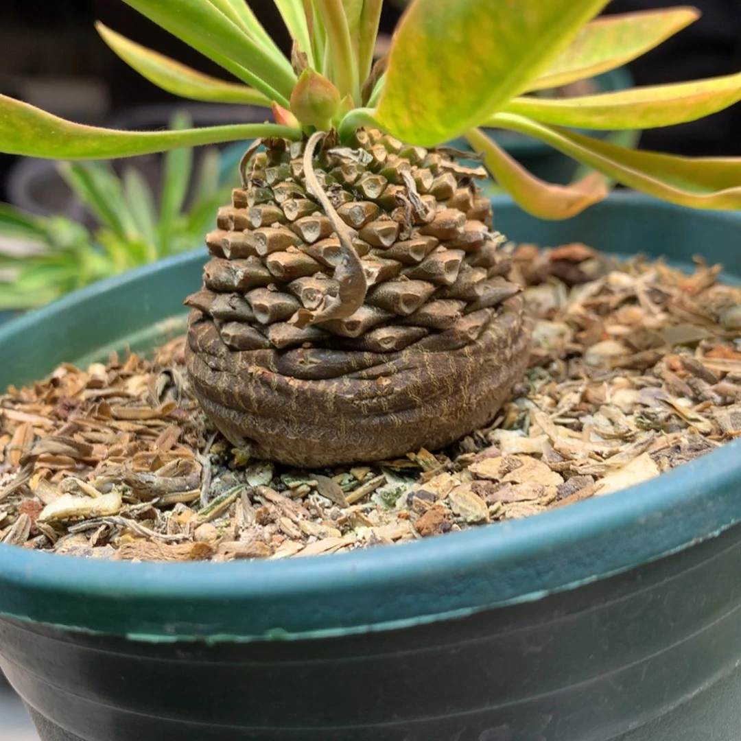 实生 铁甲丸4公分起发