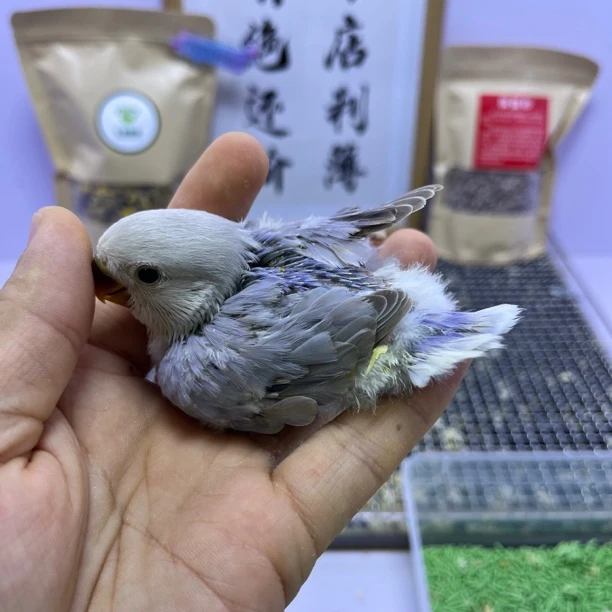 牡丹鹦鹉-特价有咬毛紫熏母G05955