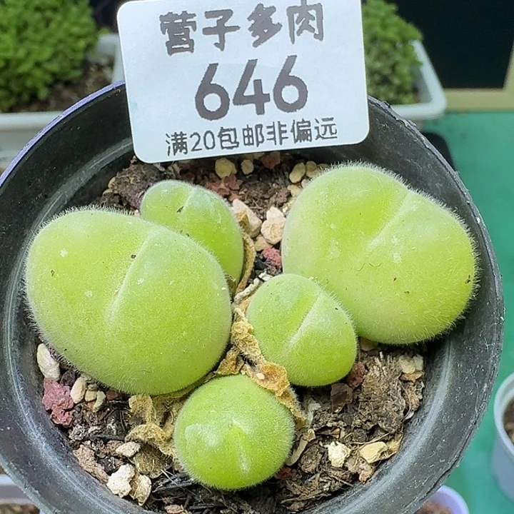 福利长毛翠带盆土。