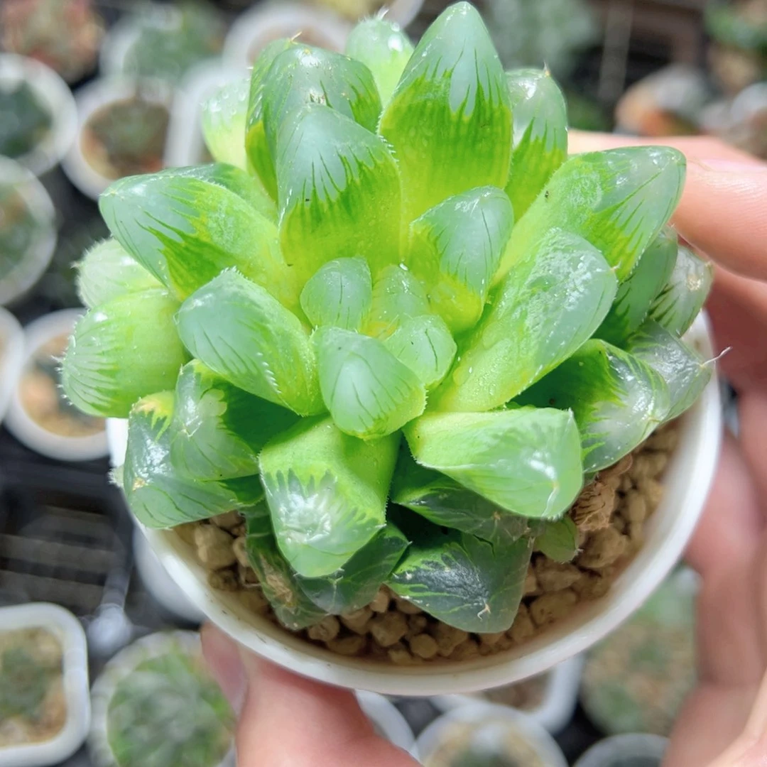 晚**了3074多肉植物一颗