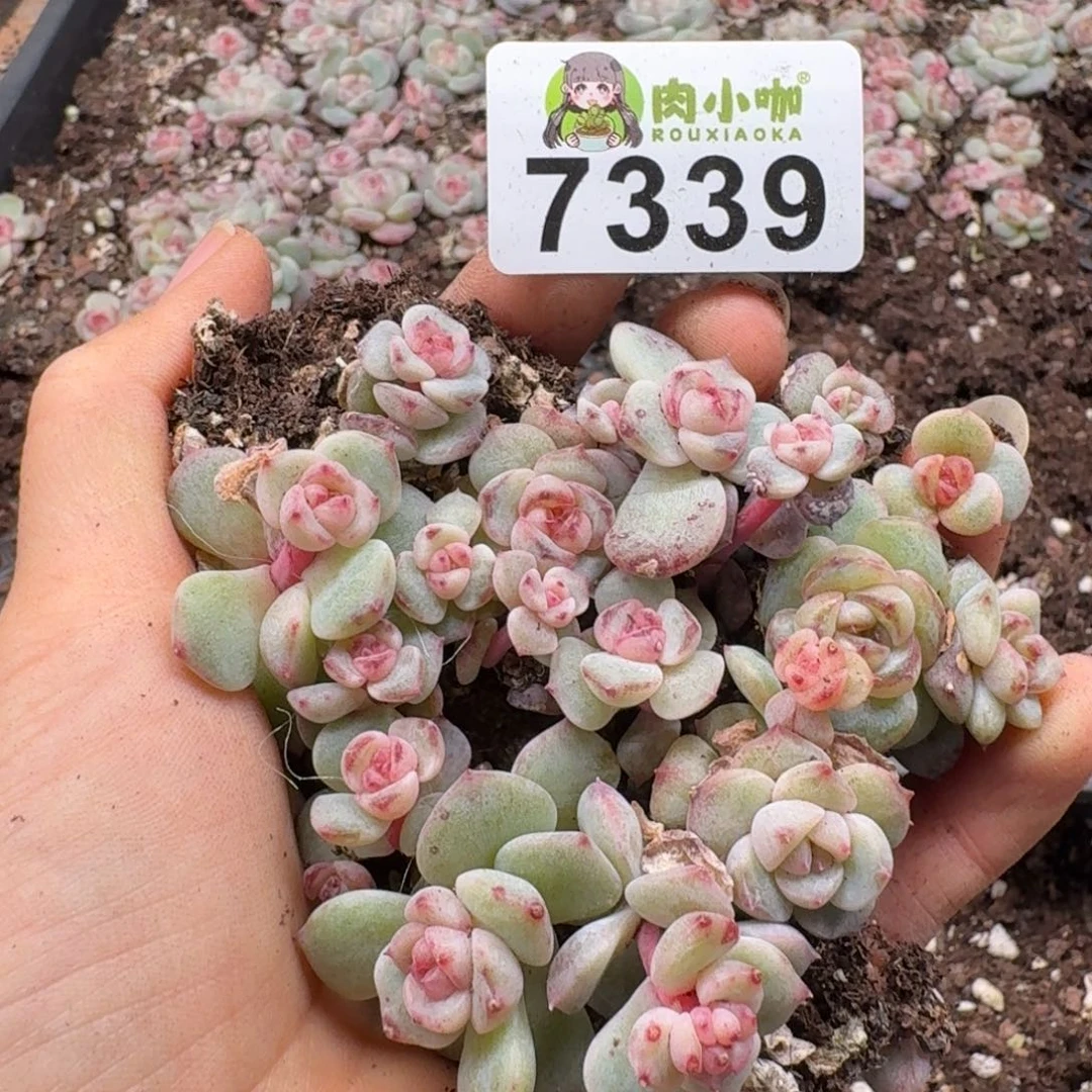 泡***x多肉植物多肉植物