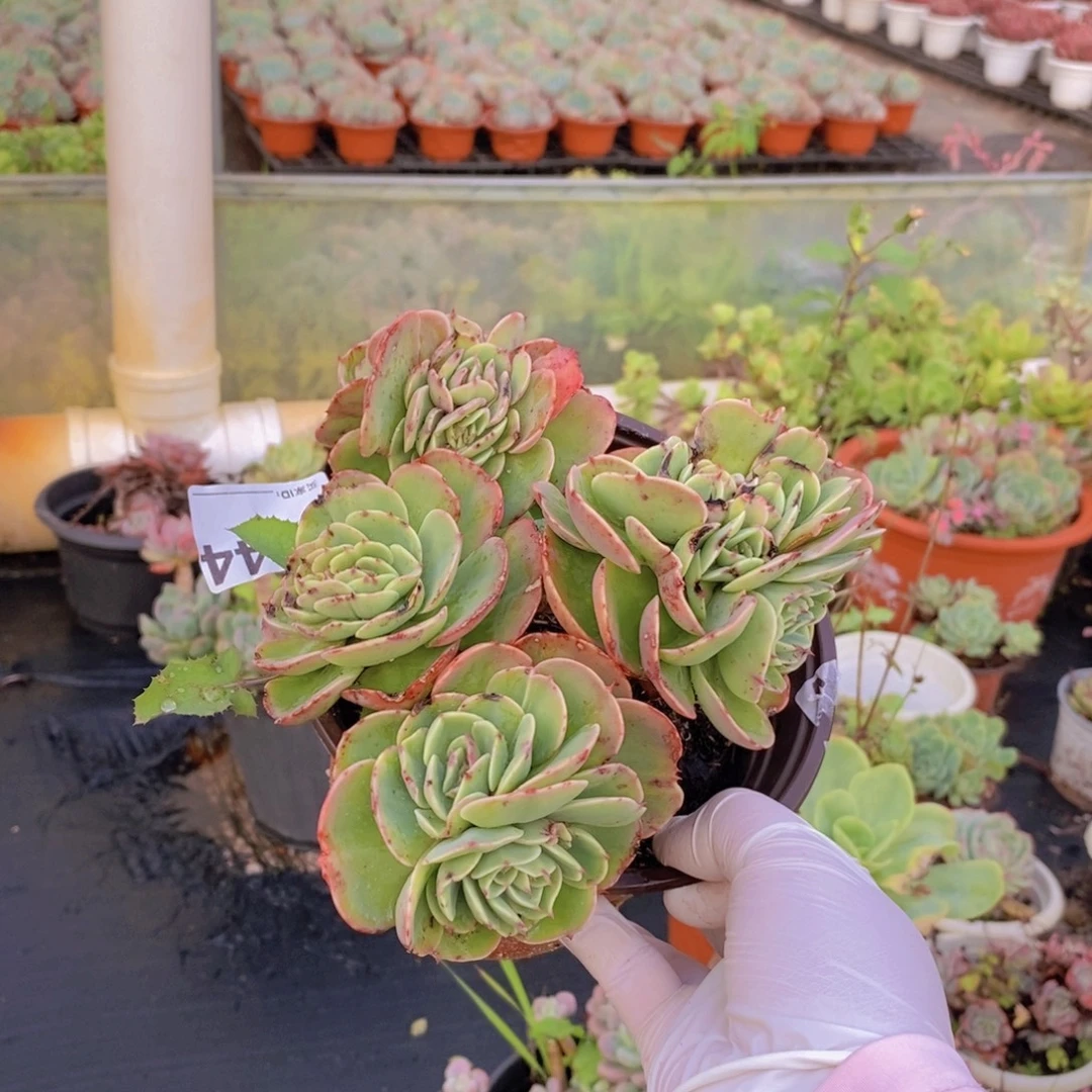 644艾斯梅兰达缀化一物一拍