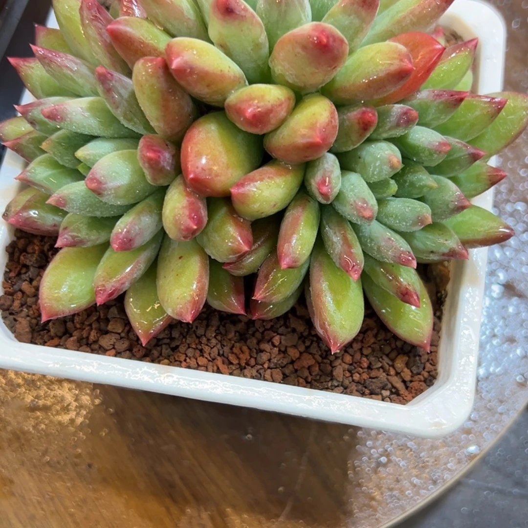 华***唯胭脂美人一颗肉肉看看