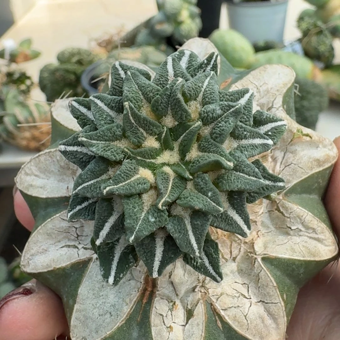 【闪购商品】无花朵r****v颗粒黑牡丹277