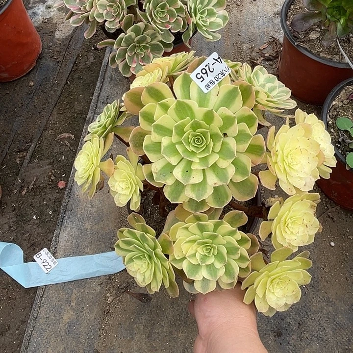 265雨荷多肉满20包邮