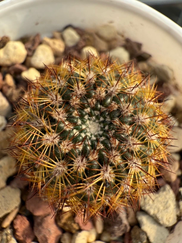 实生桃鬼丸南国玉属仙人球