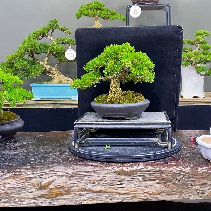 无花朵黄杨盆景四季常青