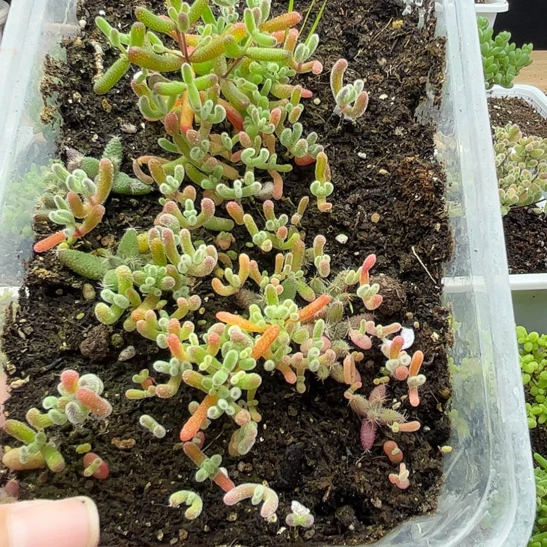 郭***静蜜桔糖球优选枝干番杏