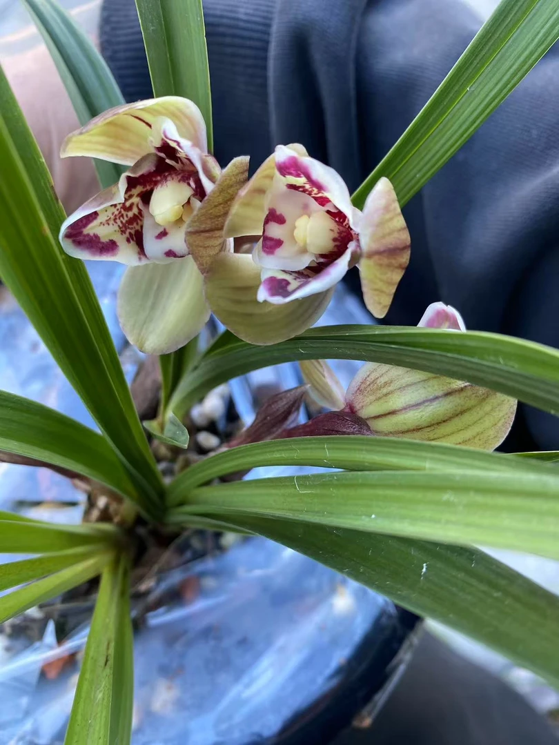 云南兰草花卉（自选链接）奇花艺草漂亮好看多花多苗名品国兰