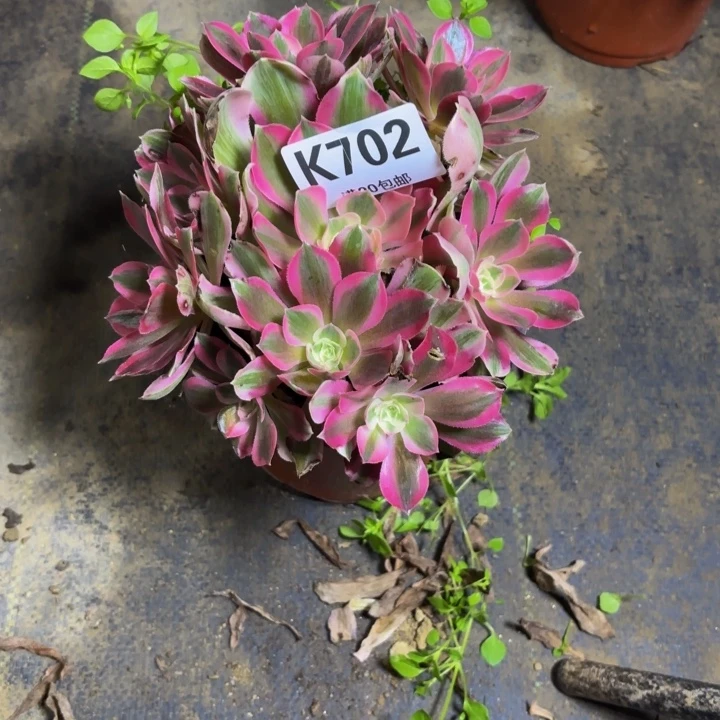 瑞妈，。。。。。。702。布