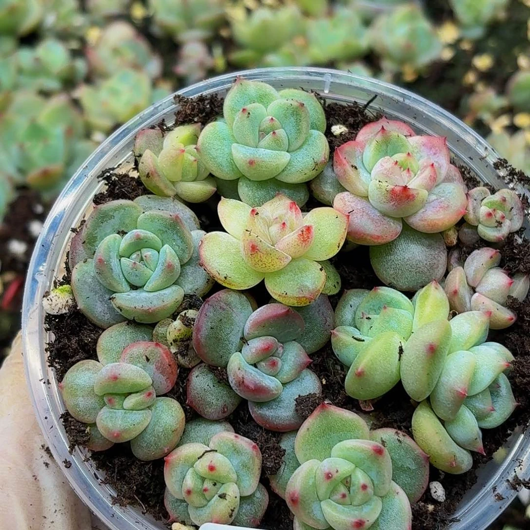 多肉植物多肉植物648