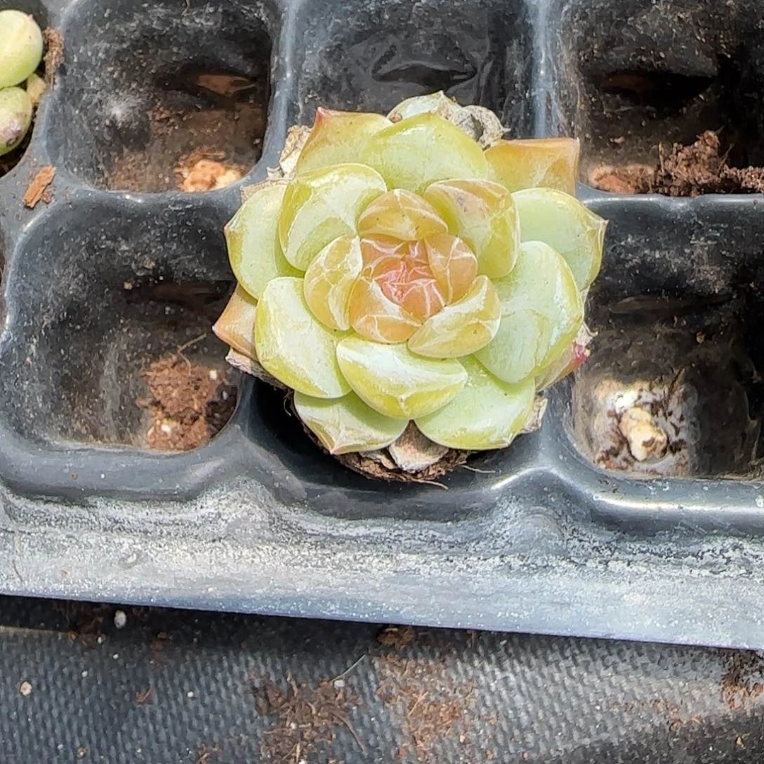 小卡拉米糖心一物一拍