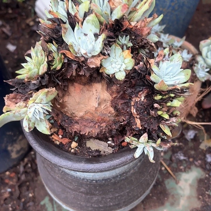 用****5仙女杯多肉植物盆栽