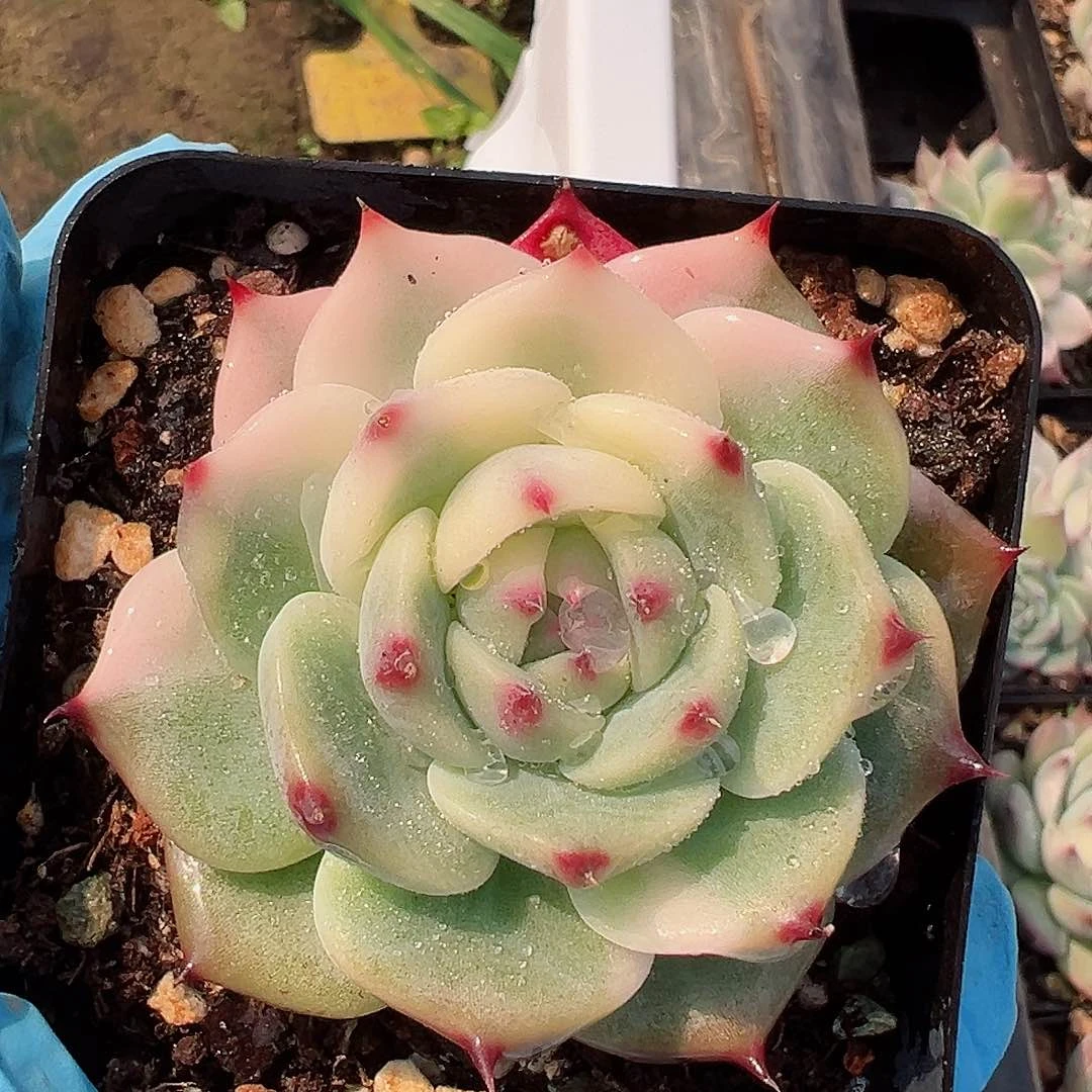 吉娃娃锦，半覆轮锦