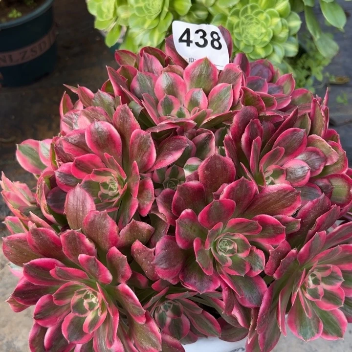 438粉女郎23厘米左右