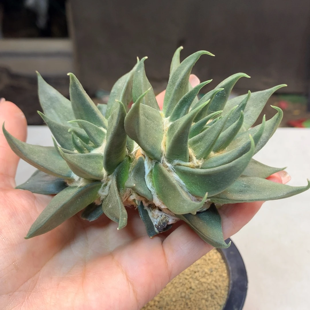 19号 出根芽 龙牙岩牡丹12公分