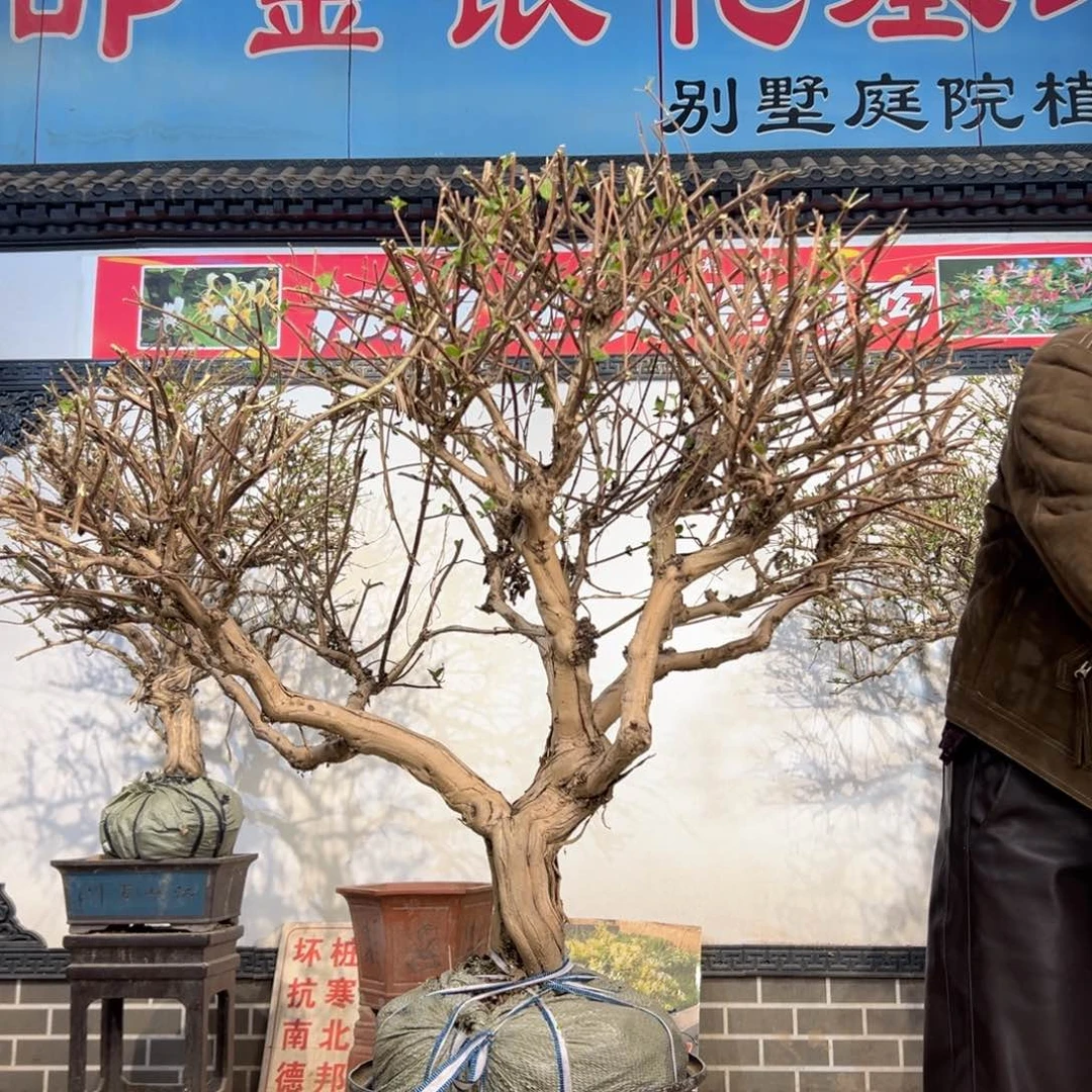 无花朵金银花588885555555555