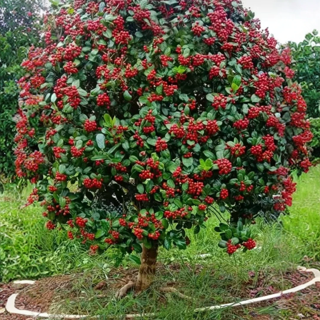 金玉满堂耐寒耐热易养红果鸿运果盆栽适合室内外观赏