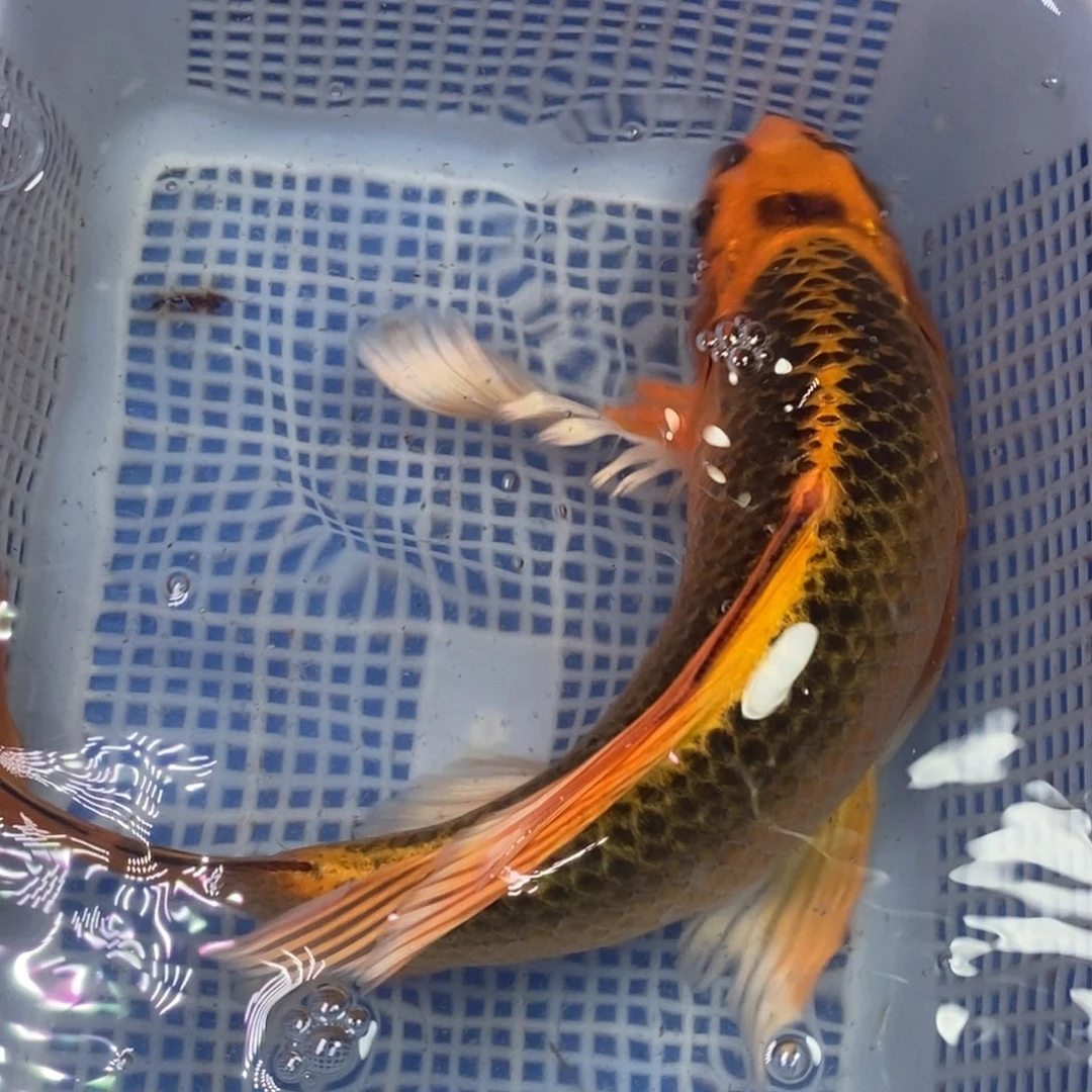 锦鲤冷水锦鲤包邮
