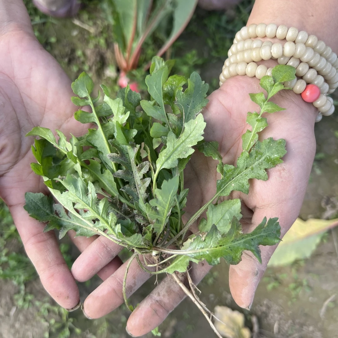 【顺丰包邮】苏北露天新鲜野生荠菜嫩荠菜当天现挖荠菜饺子包邮