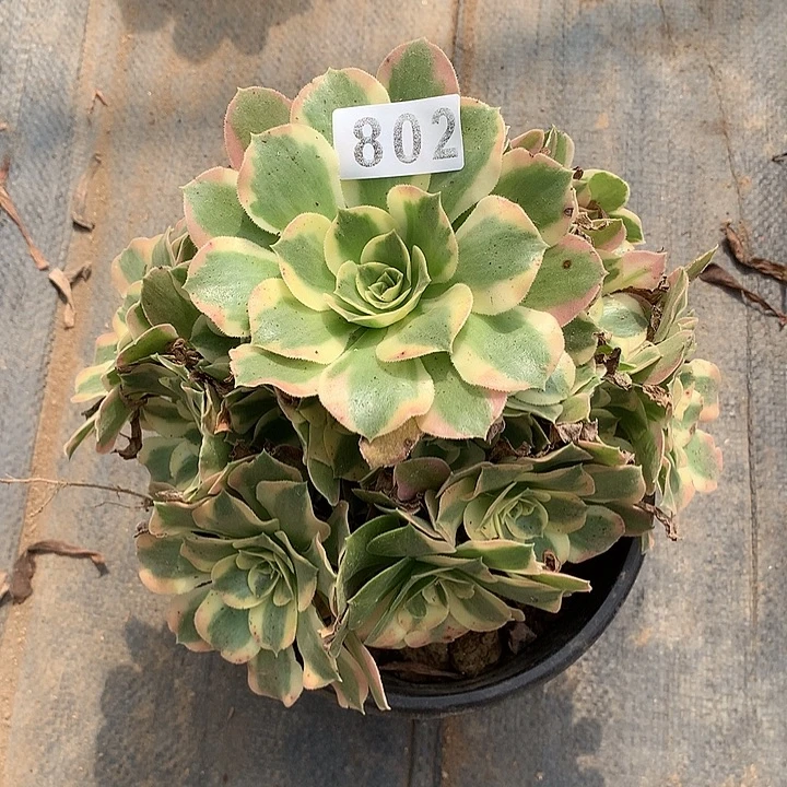 多肉植物叶罗刹802