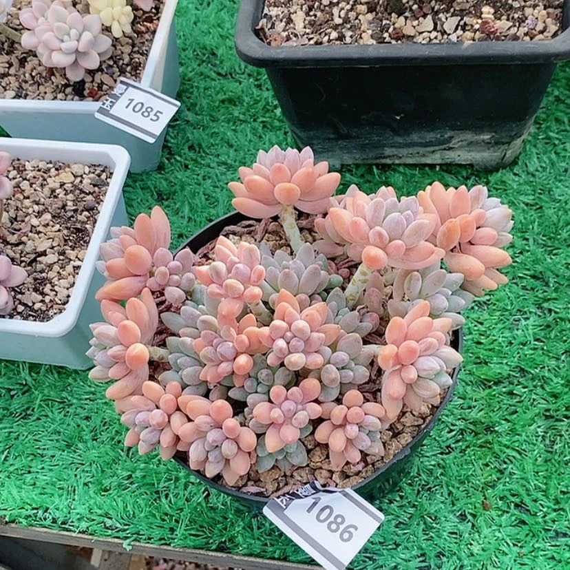 【闪购商品】星黛露1086