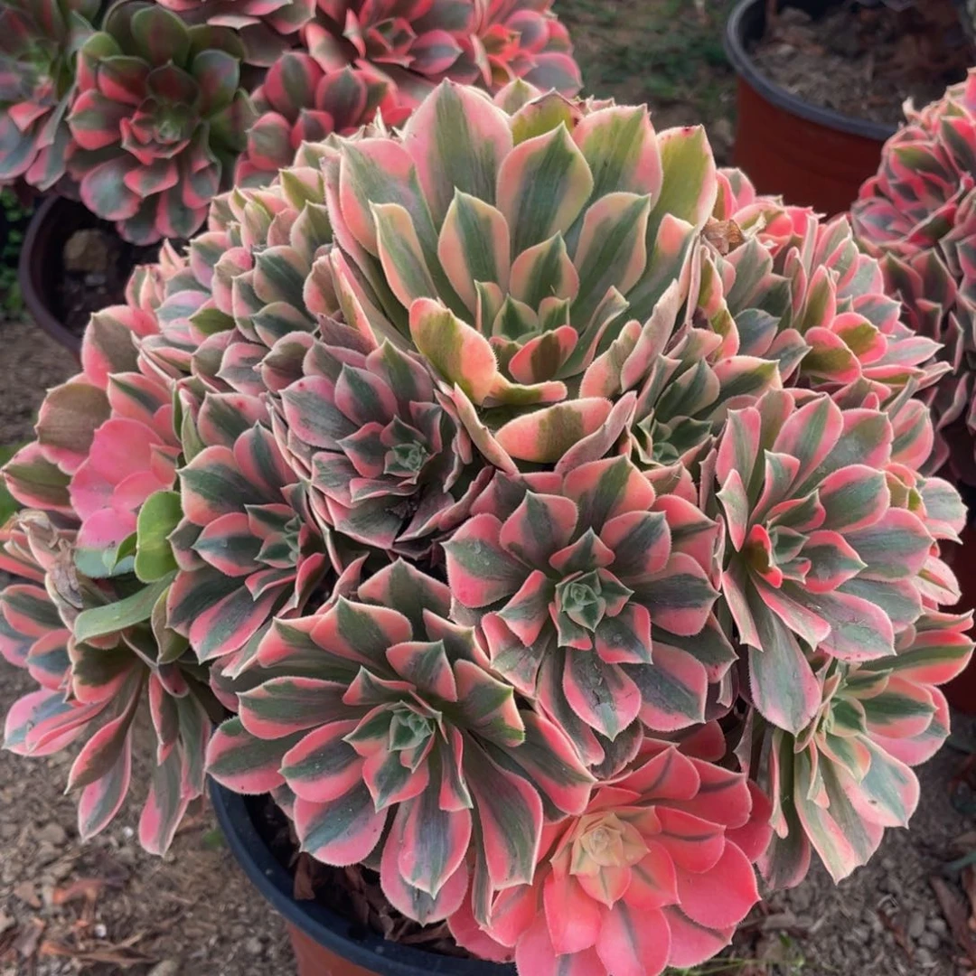 095粉女妖精品法师老桩