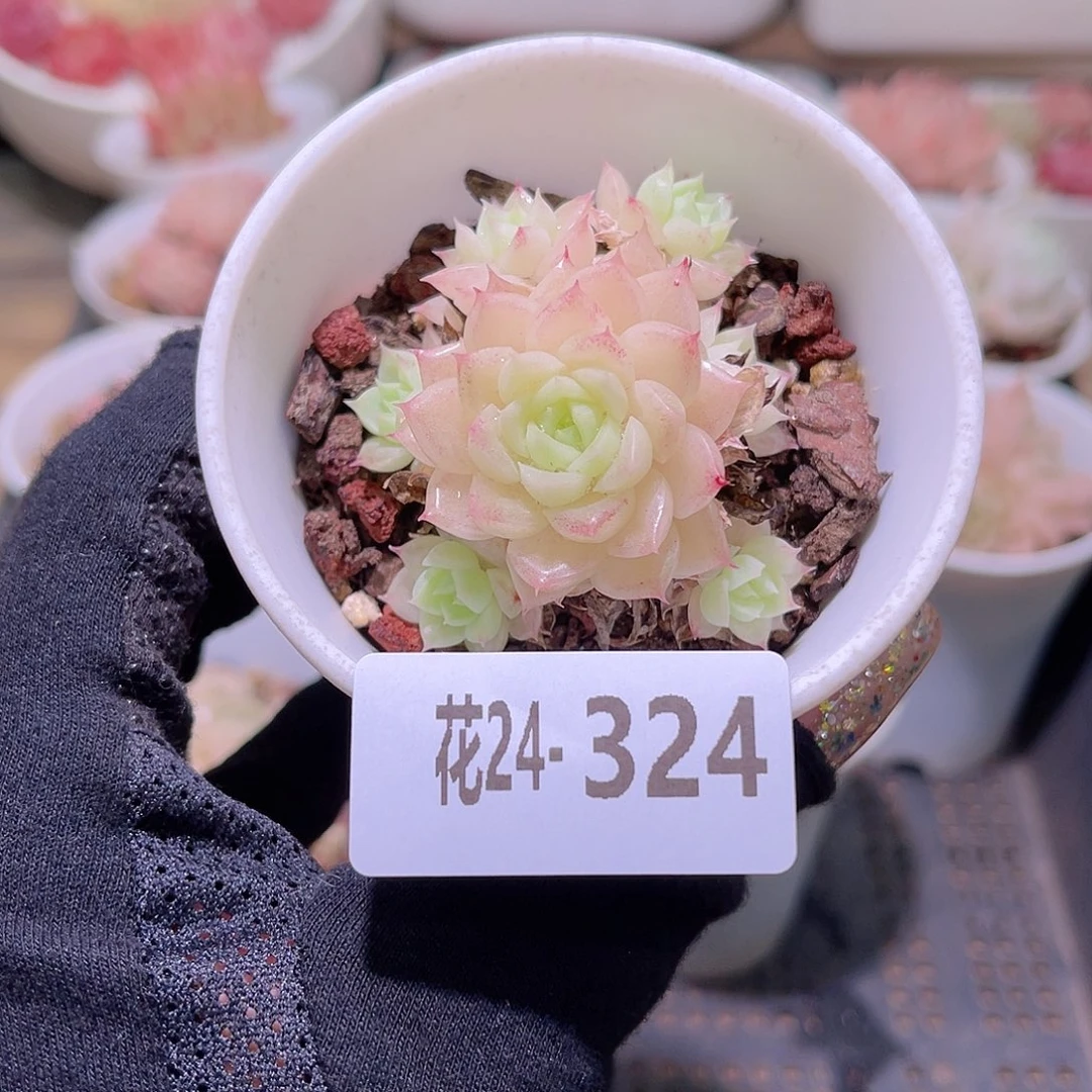 花利美24-324麦秆