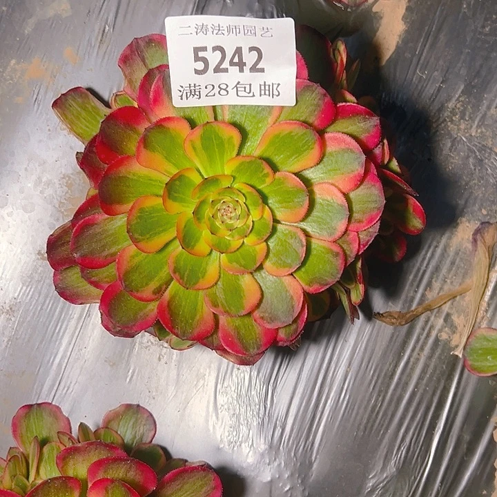 5242火狐多肉植物2号