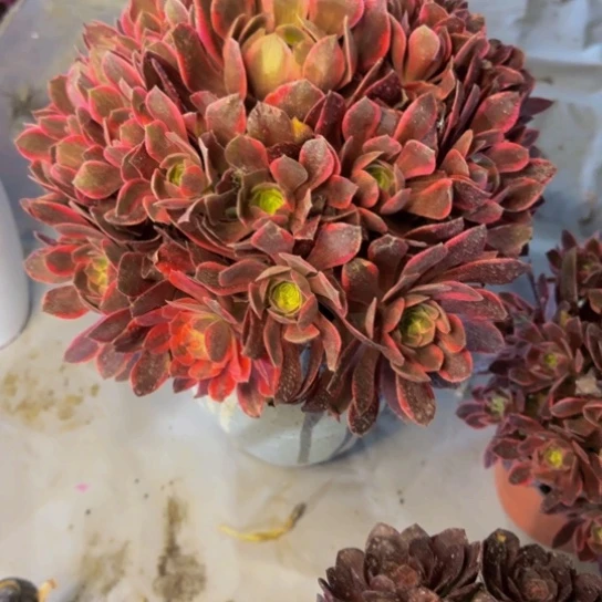 浣纱16.99加急发明天