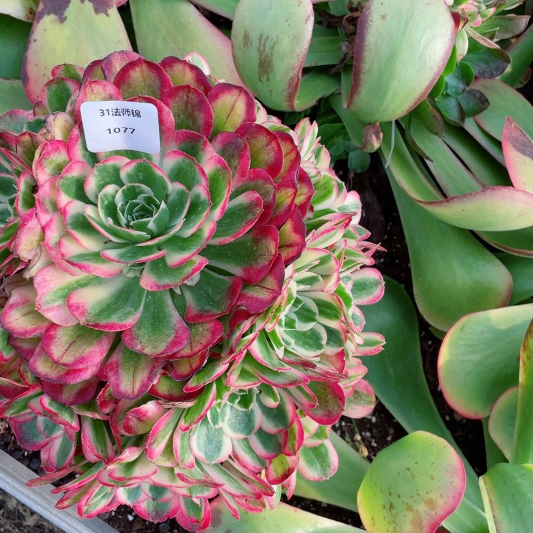 31法师锦多肉1077海棠